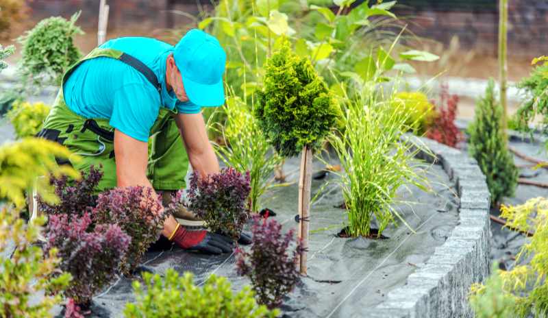 Professional area landscaper working in a garden tending to a variety of plants. He is wearing a blue hat and shirt and is surrounded by green plants.