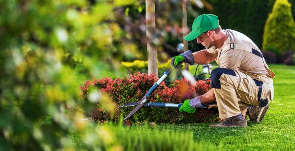 Area landscaper trimming flowers in a beautifully landscaped lawn. Grass is luscious and well maintained and the flowers are bright.